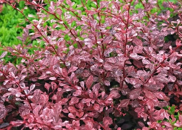 Berberis thunbergii Harlequin / Tarka Japán Borbolya