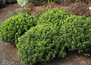 Berberis thunbergii Kobold / Törpe gömb Japán borbolya