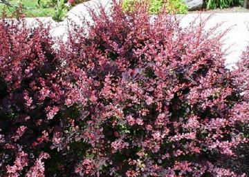 Berberis Thunbergii Carmen / Carmen vérborbolya