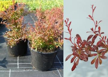 Berberis thunbergii Orange dream / Borbolya narancs-vörös