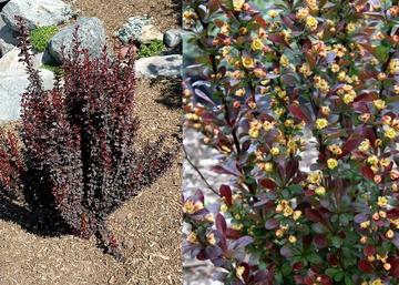Berberis thunbergii Red Rocket / Oszlopos vérborbolya