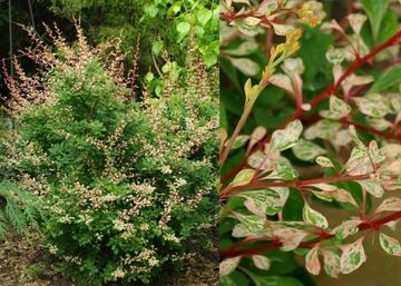 Berberis thunbergii kelleris / Borbolya márványmintás
