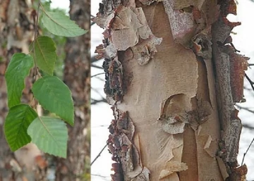 Betula nigra / Amerikai fekete nyír