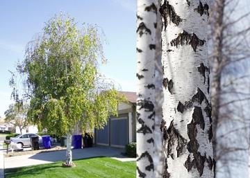 Betula pendula / Nyírfa