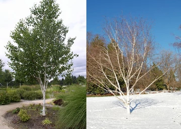 Betula utilis / Himalájai nyír