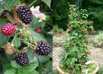 Rubus fruticosus Thornfree / Thornfree tüskétlen Fekete szeder