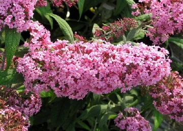 Buddleia davidii pink delight / Nyáriorgona rózsaszín
