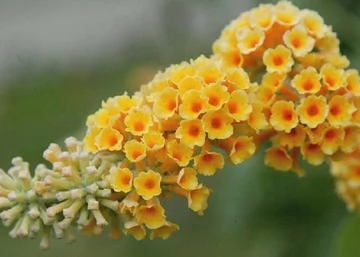 Buddleia weyeriana sungold / Nyáriorgona sárga