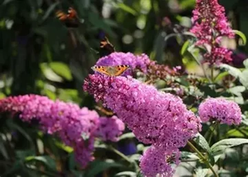Buddleja davidii reve papillon pink / Nyáriorgona törpe rózsaszín
