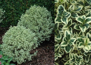 Buxus sempervirens suffruticosa variegata / Törpe puszpáng tarka