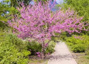 Cercis canadensis / Kanadai Júdásfa