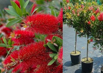 Callistemon citrinus / Citrom illatú kefevirág