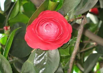  Camellia japonica Mathotiana / Kamélia mélyvörös virágú