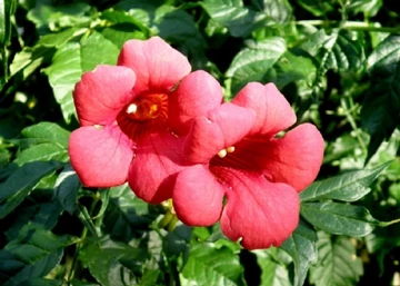 Campsis radicans Flamenco / Trombitafolyondár Piros