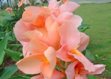 Canna indica / Rózsanád Zöld lomb rózsaszín virág