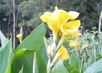 Canna indica / Rózsanád Zöld lomb sárga virág