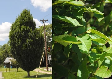 Carpinus betulus Fastigiata / Oszlopos Gyertyán