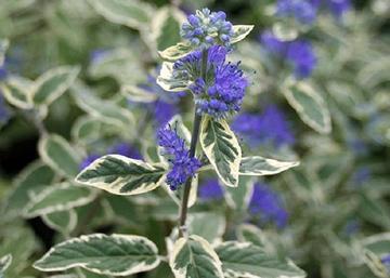 Caryopteris Clandonensis White Surprise / Fehér tarka Kékszakáll 