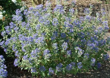 Caryopteris x clandonensis / Kékszakáll