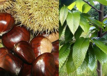 Castanea Sativa Bouche de Betizac / Szelídgesztenye