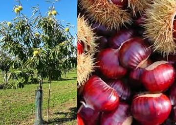 Castanea sativa Marrone di Marradi / Szelídgesztenye