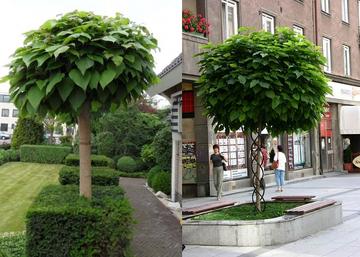 Catalpa bignonioides Nana / Gömb szivarfa