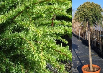 Cedrus atlantica compacta / Törpe atlasz cédrus