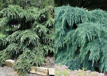 Cedrus deodara Feeling Blue / Kék terülő himalájai cédrus