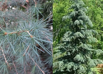 Cedrus deodara Glauca / Kék Himalájai Cédrus