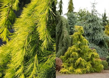 Cedrus deodara Golden Horizon / Terülő arany himalájai cédrus