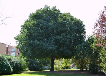 Celtis Australis / Keleti Ostorfa