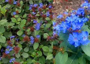 Ceratostigma plumbaginoides / Tarackoló kékgyökér