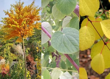 Cercidiphyllum japonicum Glowball / Kislevelű Kacsurafa
