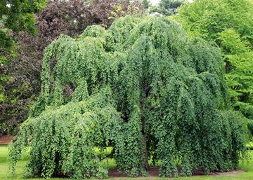 Cercidiphyllum japonicum pendulum / Csüngő kacsurafa