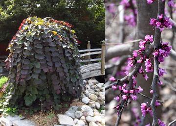 Cercis canadensis Ruby Falls / Bordó levelű csüngő kanadai júdásfa