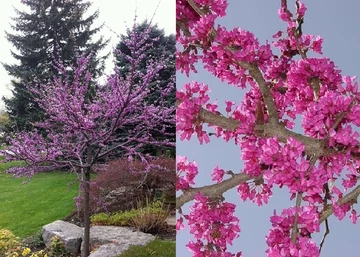 Cercis chinensis Avondale / Kínai júdásfa