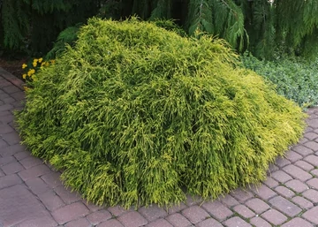 Chamaecyparis Pisifera Filifera Aurea Nana / Fonalas szavára törpe hamisciprus sárga