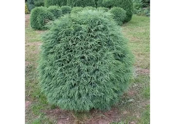Chamaecyparis lawsoniana Silver Globus / Kék gömb oregoni hamisciprus