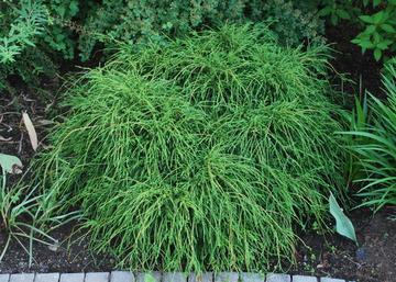 Chamaecyparis Pisifera Filifera Nana / Fonalas szavára törpe hamisciprus 