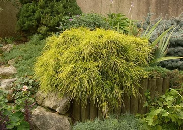 Chamaecyparis Pisifera Sungold / Aranyszínű szavára hamisciprus