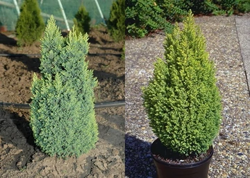 Chamaecyparis lawsoniana Ellwood's Gold / Arany hamisciprus