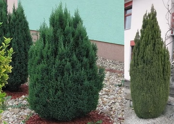 Chamaecyparis lawsoniana ellwoodii / Oregoni hamisciprus