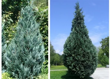Chamaecyparis lawsoniana van pelt's blue / Kék hamisciprus