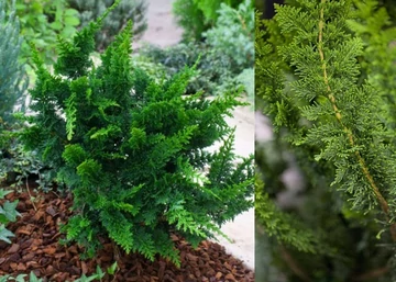 Chamaecyparis obtusa Teddy Bear / Teddy Bear hinoki hamisciprus