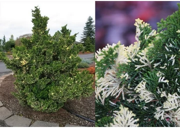 Chamaecyparis obtusa baldwin variegated / Hinoki hamisciprus tarka