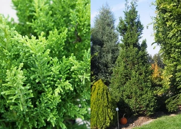 Chamaecyparis obtusa drath / Drath hinoki hamisciprus