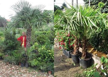 Chamaerops excelsa (Trachycarpus fortunei) / Kínai kenderpálma