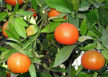 Citrus Clementina Clementino / Klementin