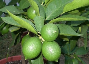 Citrus Lime / Lime, Zöld citrom