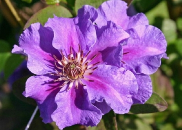 Clematis Ashva / Klemátisz Iszalag kék virágú